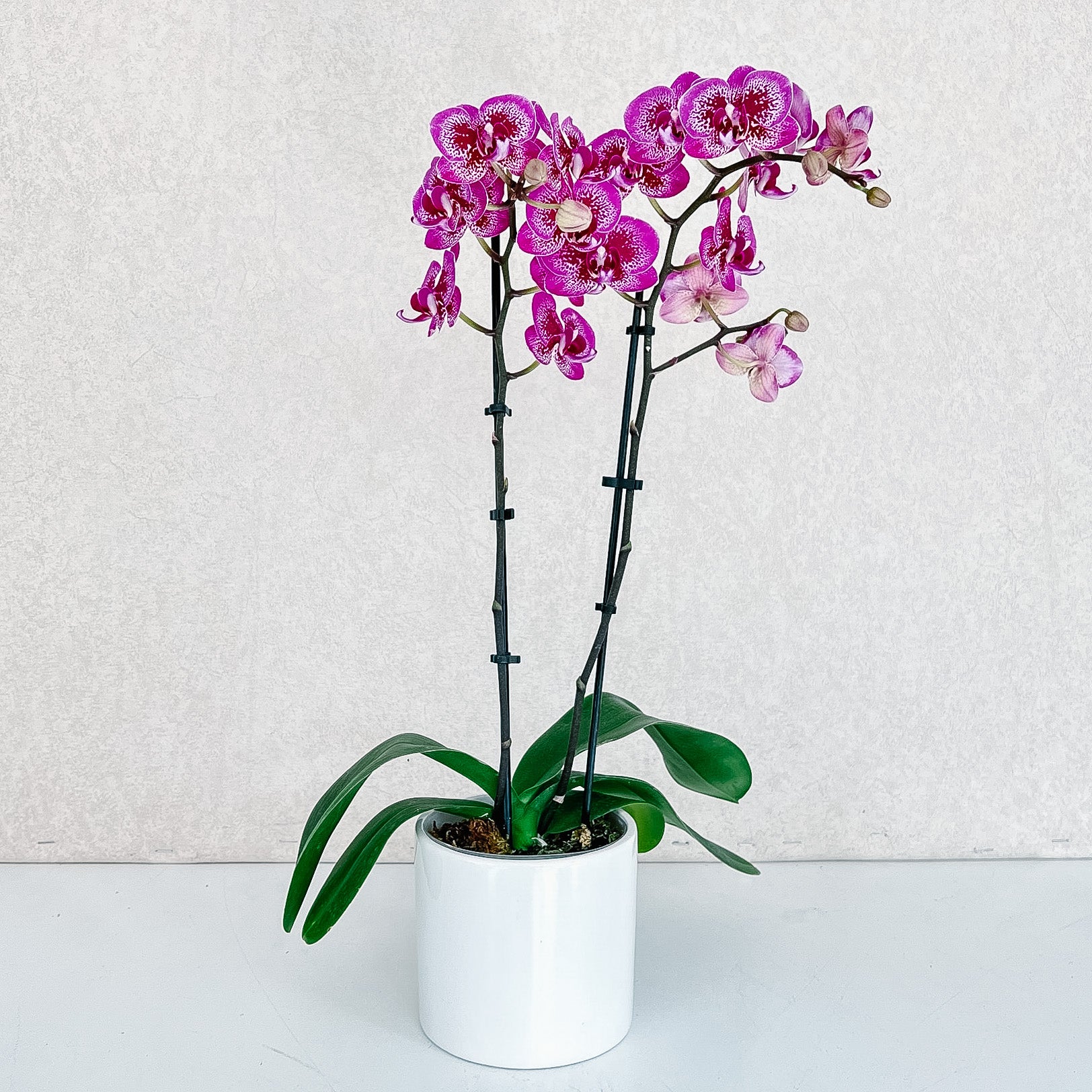 4 Double Stemmed Orchid Academy Florist