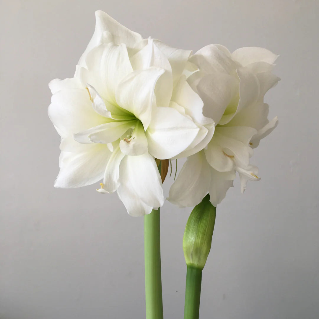 Amaryllis