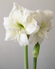 Amaryllis