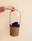 Small African Violet Basket