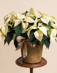 White Poinsettia