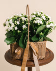 Kalanchoe Basket