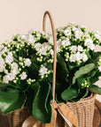 Kalanchoe Basket