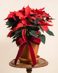 Red Poinsettia