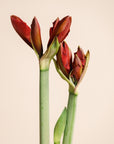 Amaryllis