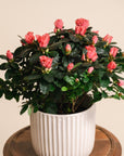 Azalea Plant