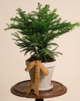 Norfolk Pine