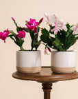 Christmas Cactus