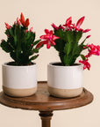 Christmas Cactus