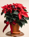 Red Poinsettia