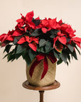 Red Poinsettia