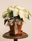 White Poinsettia