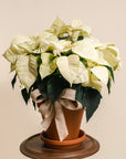 White Poinsettia