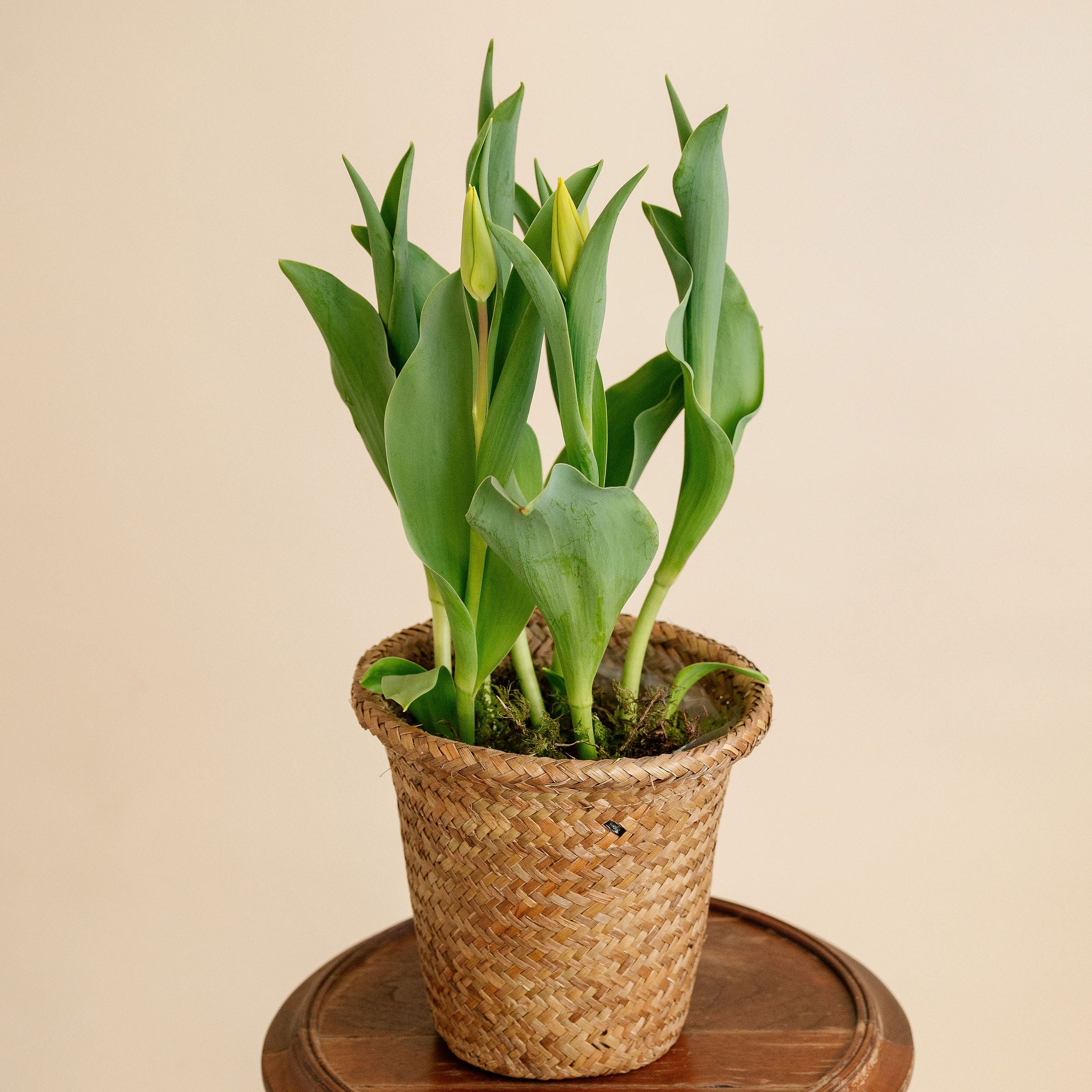 Potted Tulips