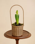 Hyacinth Basket