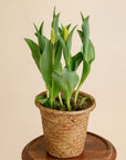 Potted Tulips