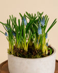 Muscari Garden