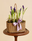 Crocus Basket