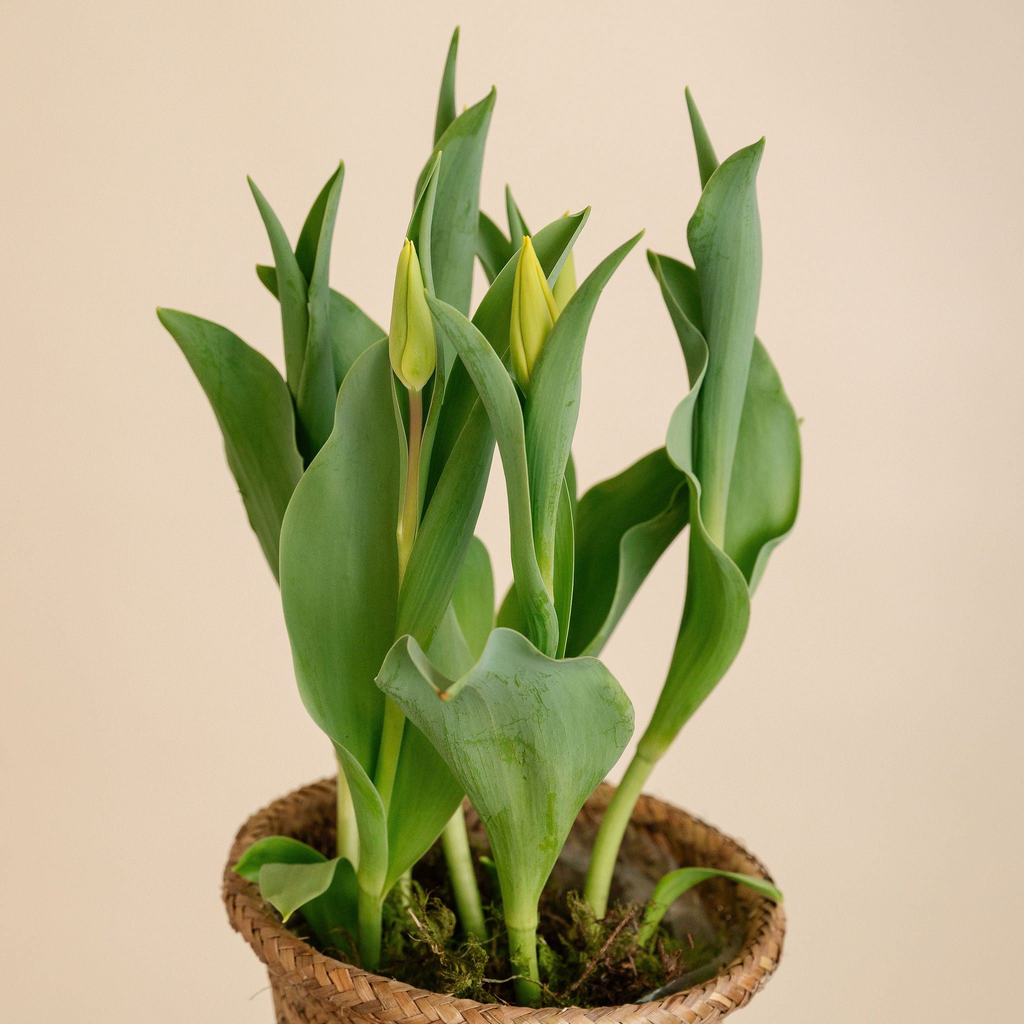 Potted Tulips