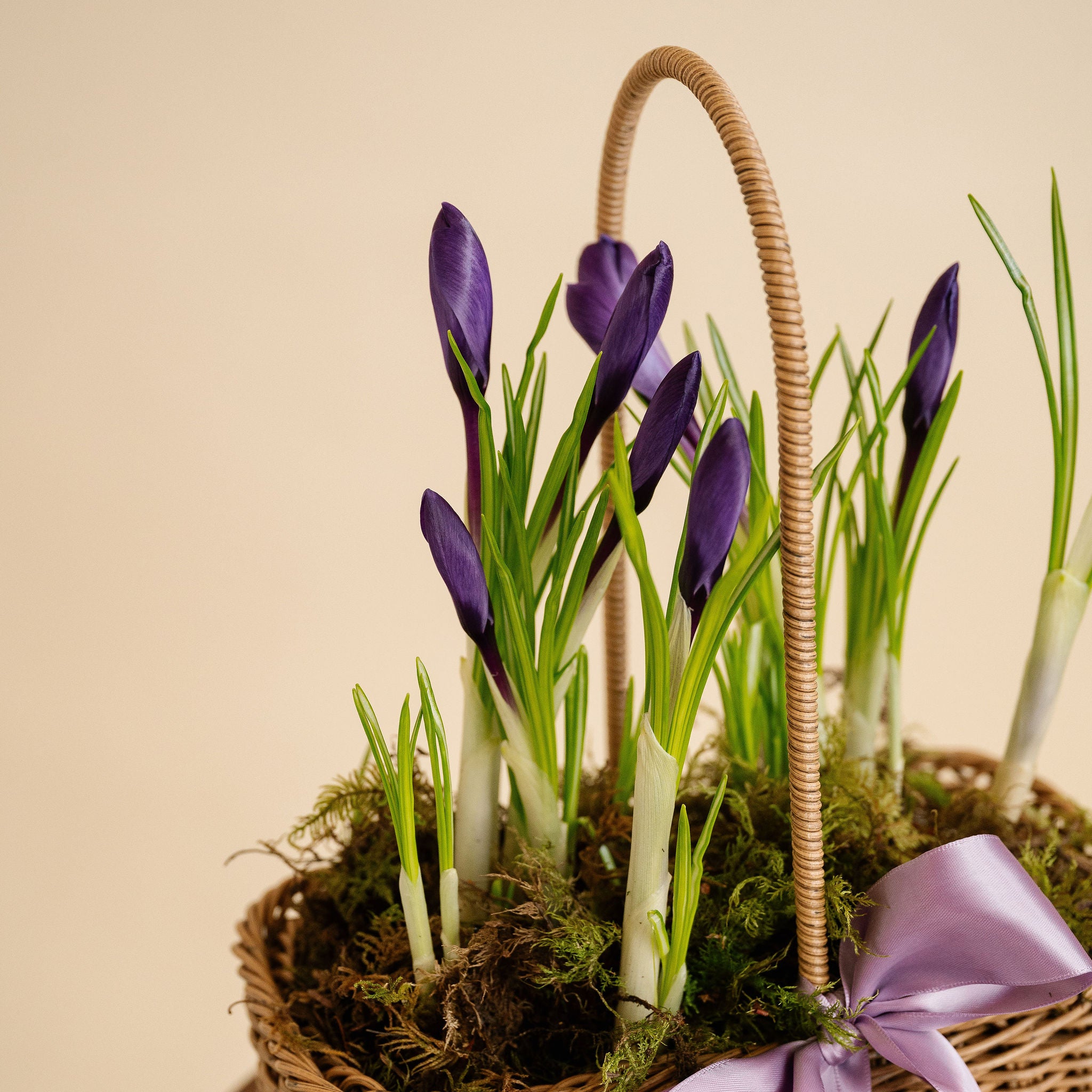 Crocus Basket