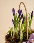 Crocus Basket