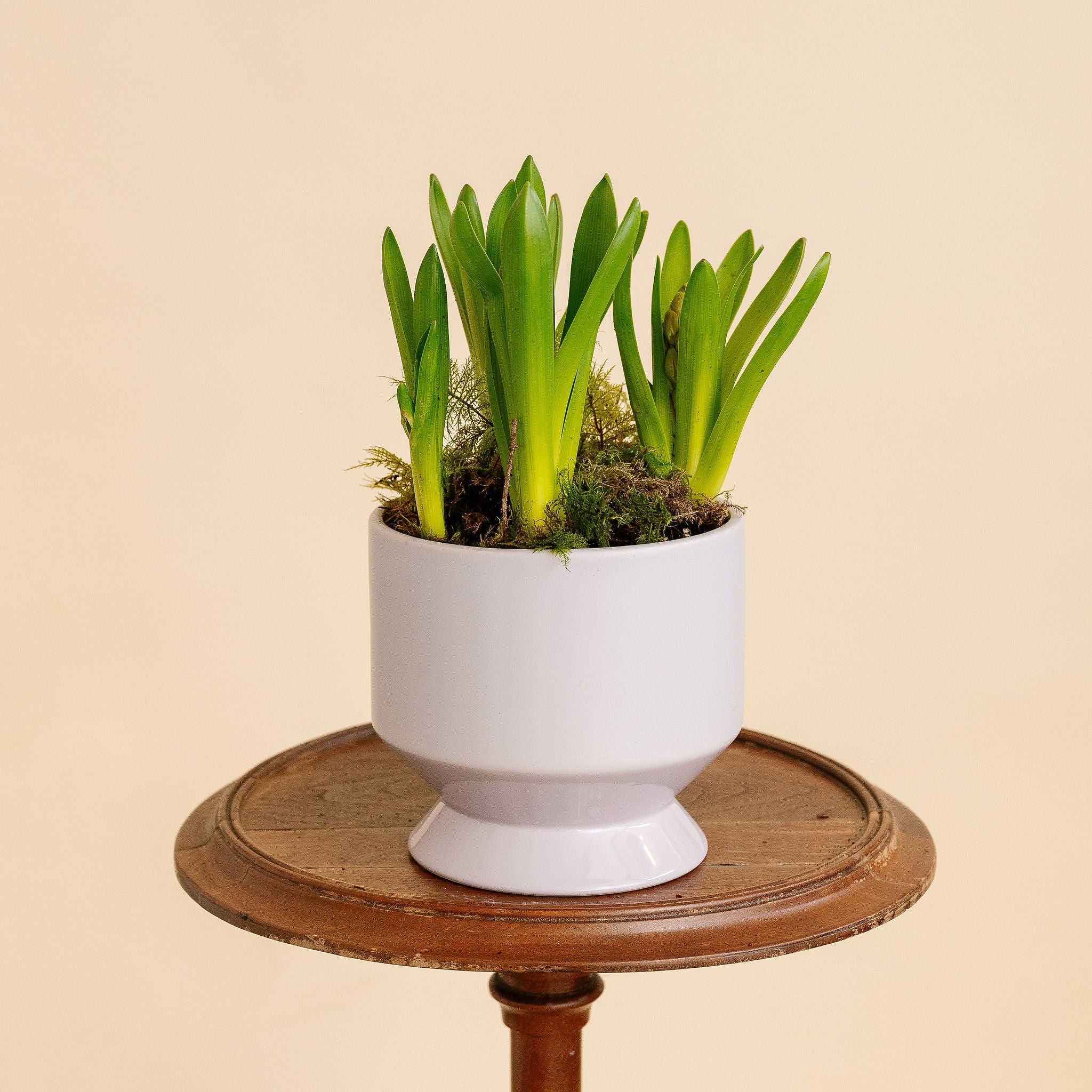 Potted Hyacinth