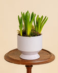 Potted Hyacinth