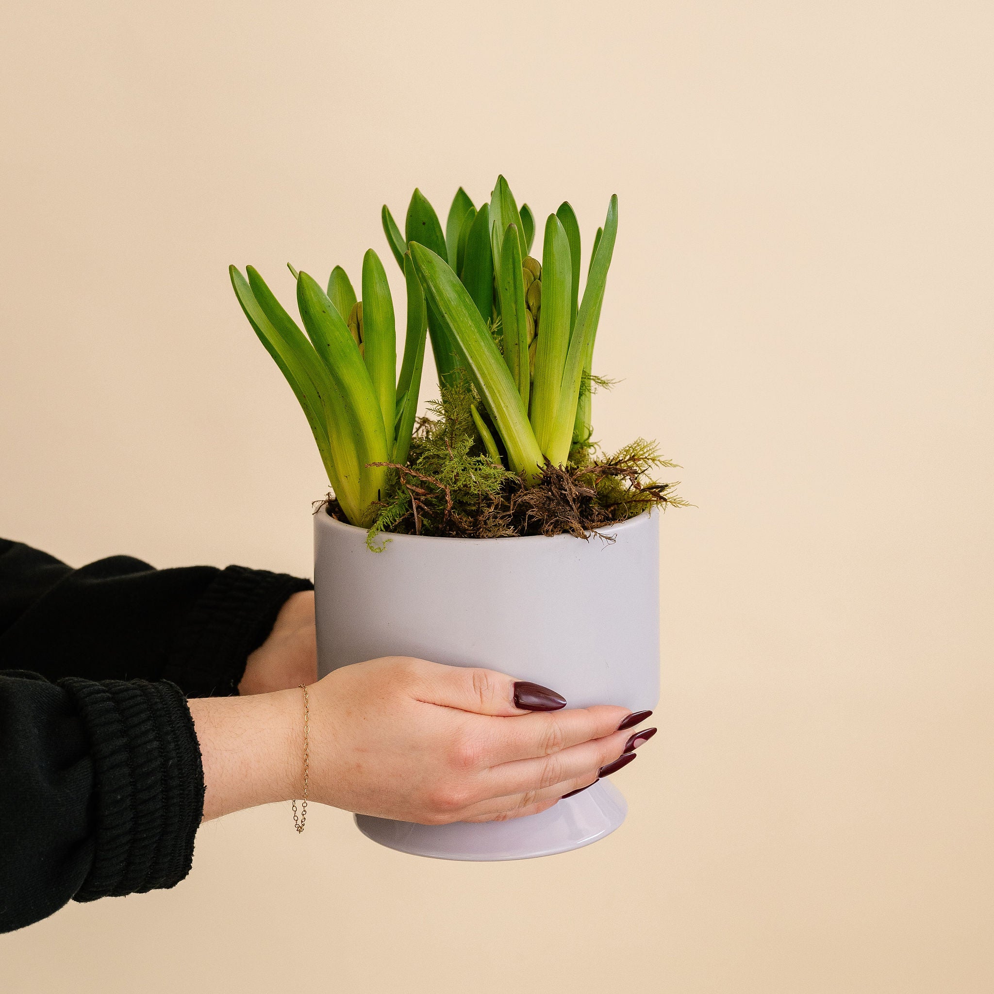 Potted Hyacinth