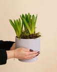 Potted Hyacinth