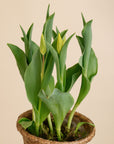 Potted Tulips