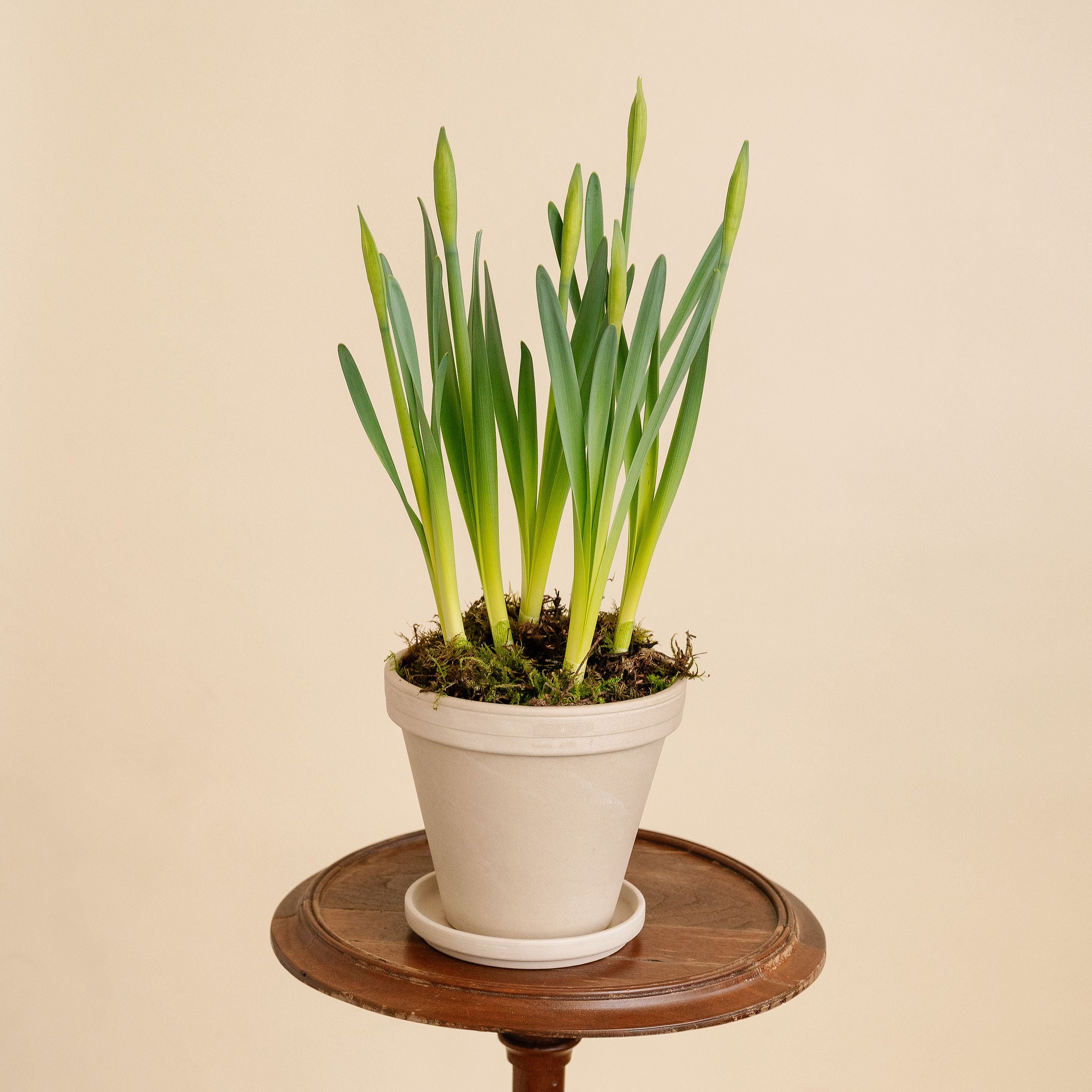 Potted Daffodils