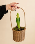 Hyacinth Basket