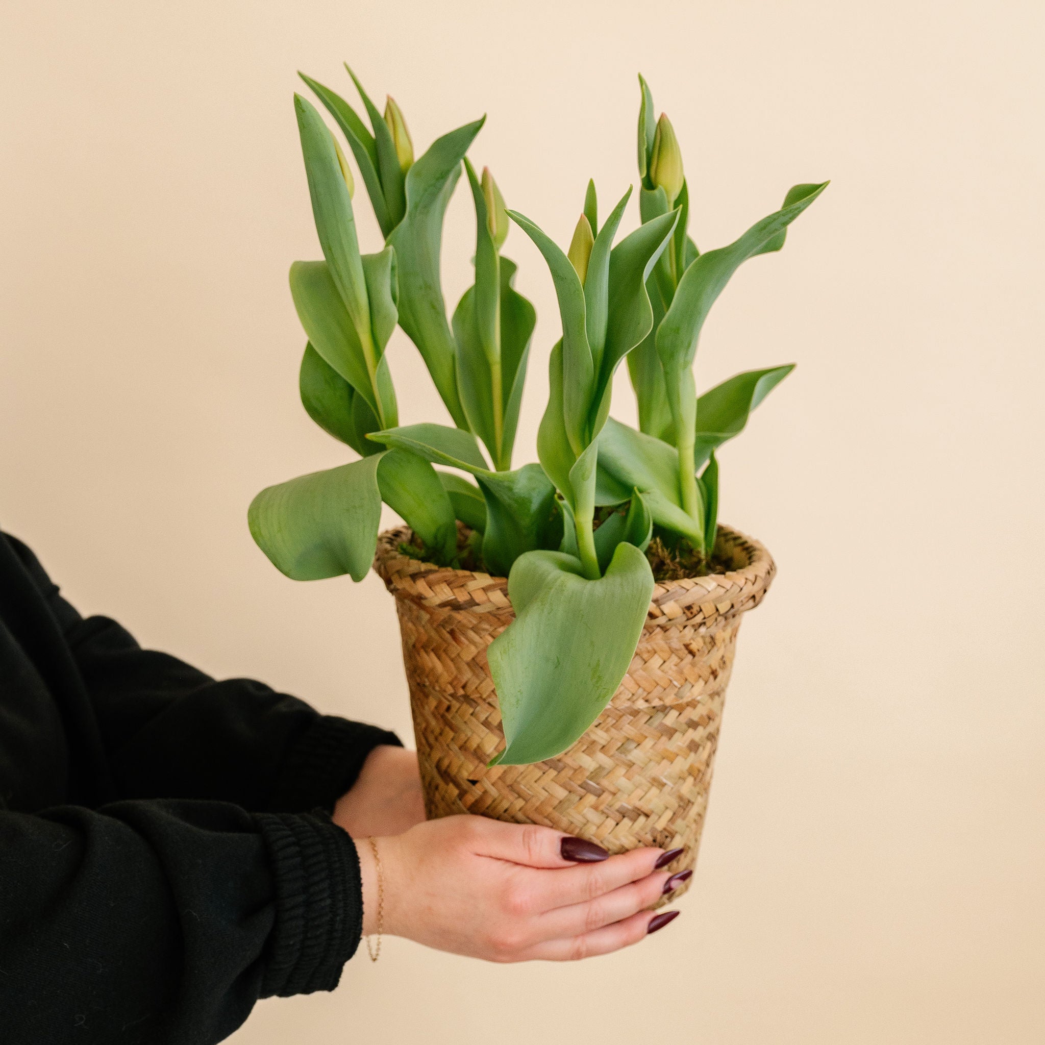 Potted Tulips