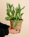 Potted Tulips