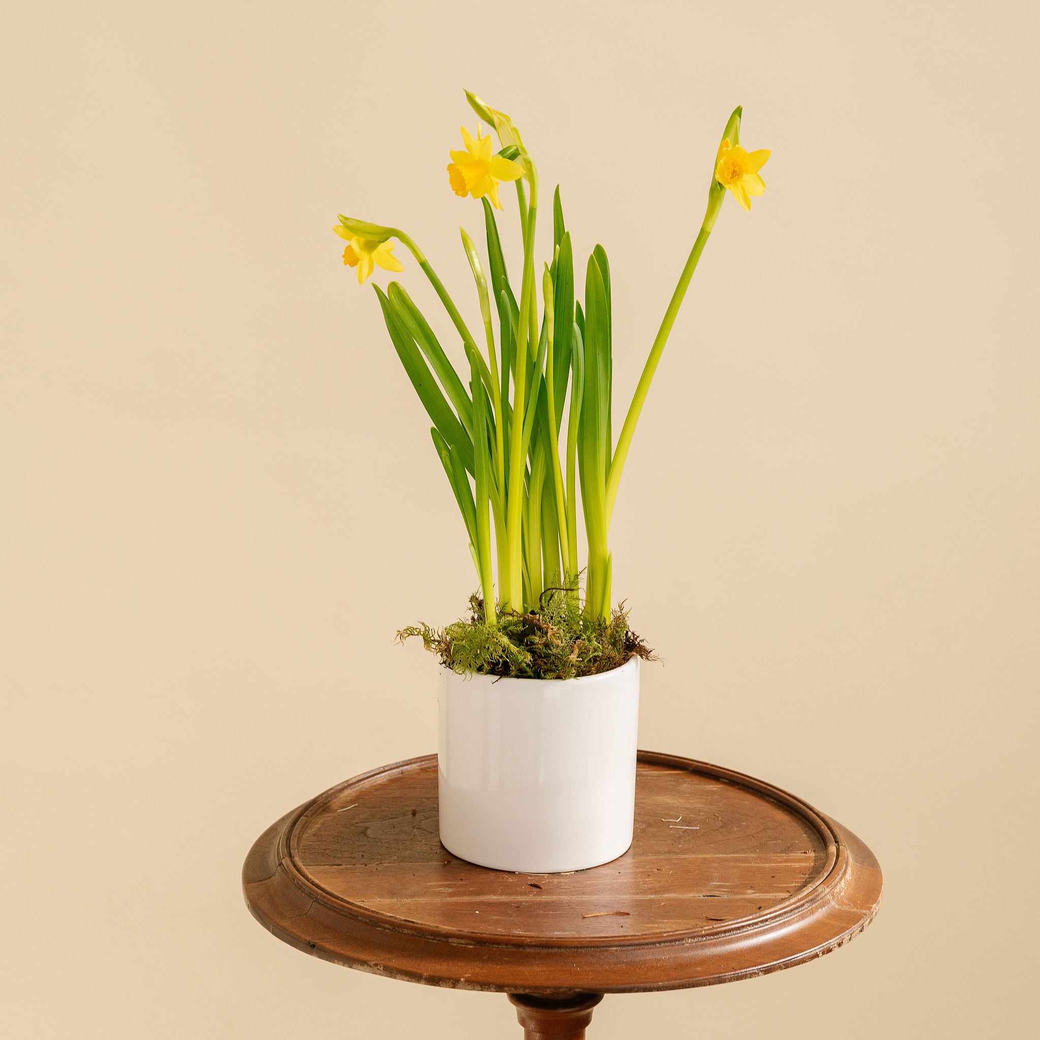 Small Potted Daffodil