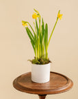 Small Potted Daffodil