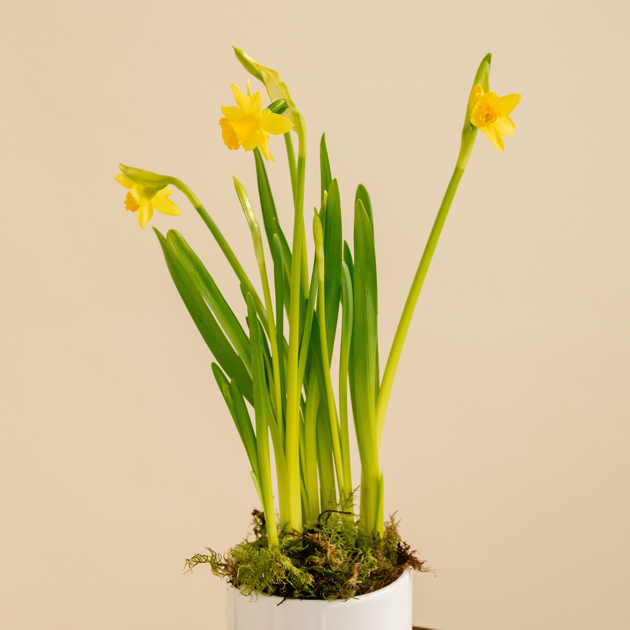 Small Potted Daffodil