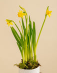 Small Potted Daffodil