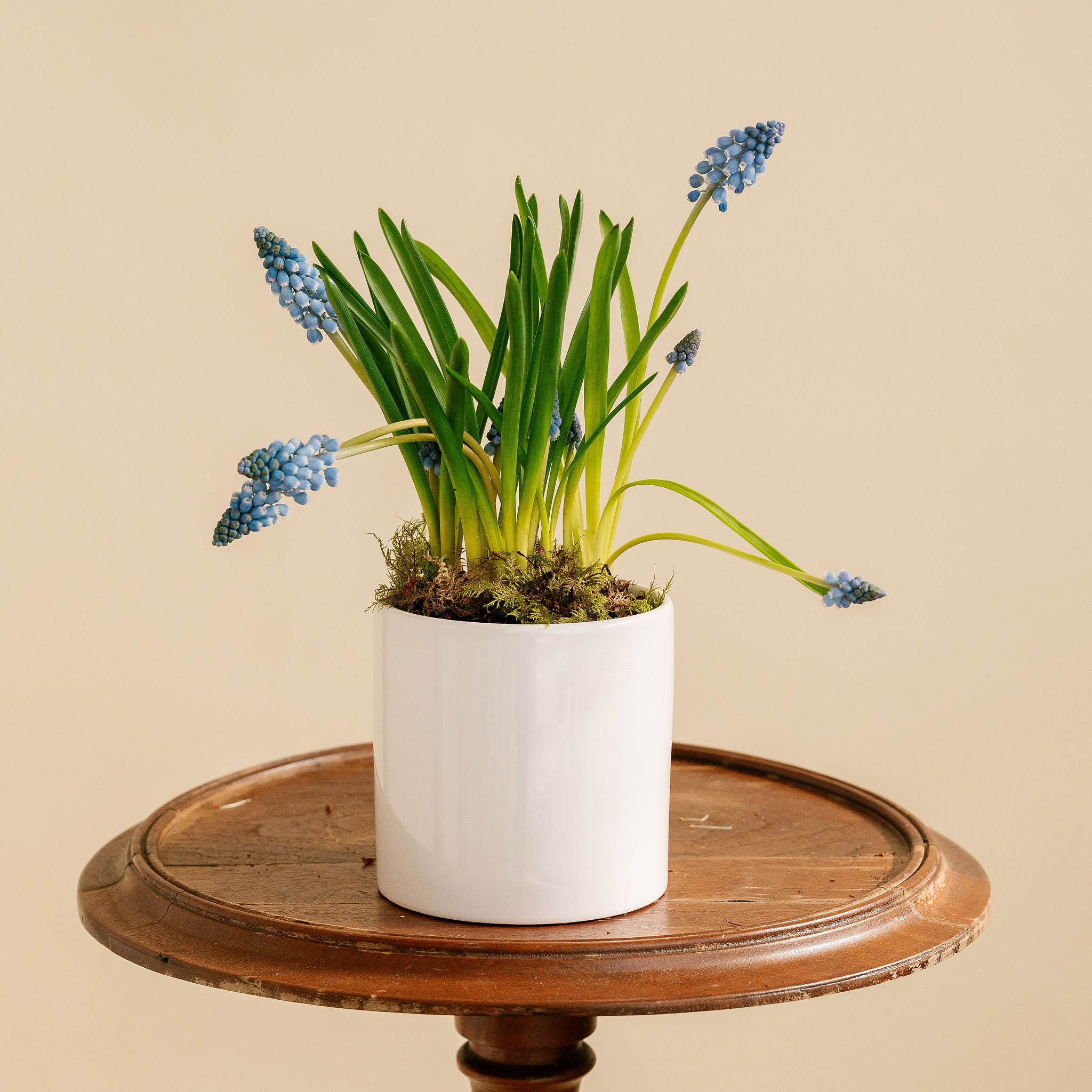 Small Potted Muscari