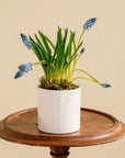 Small Potted Muscari