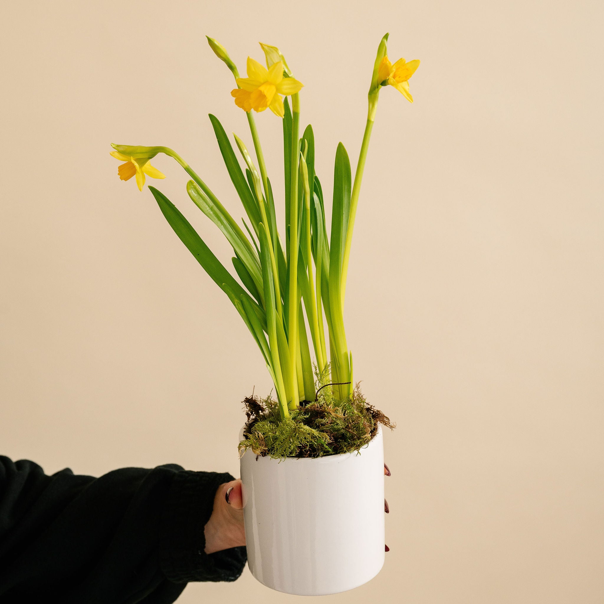 Small Potted Daffodil