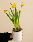 Small Potted Daffodil