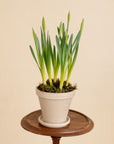 Potted Daffodils