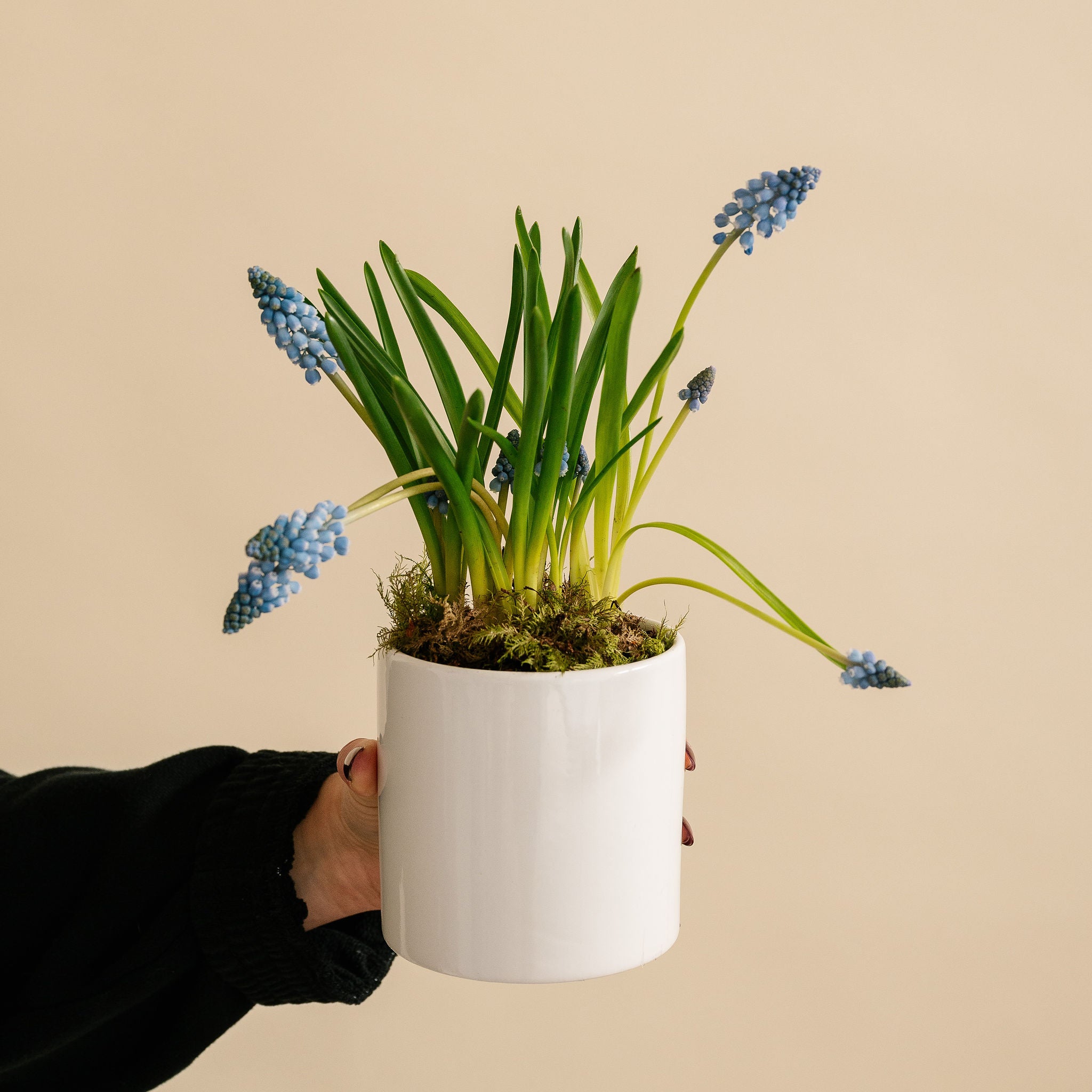 Small Potted Muscari