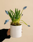 Small Potted Muscari