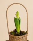 Hyacinth Basket