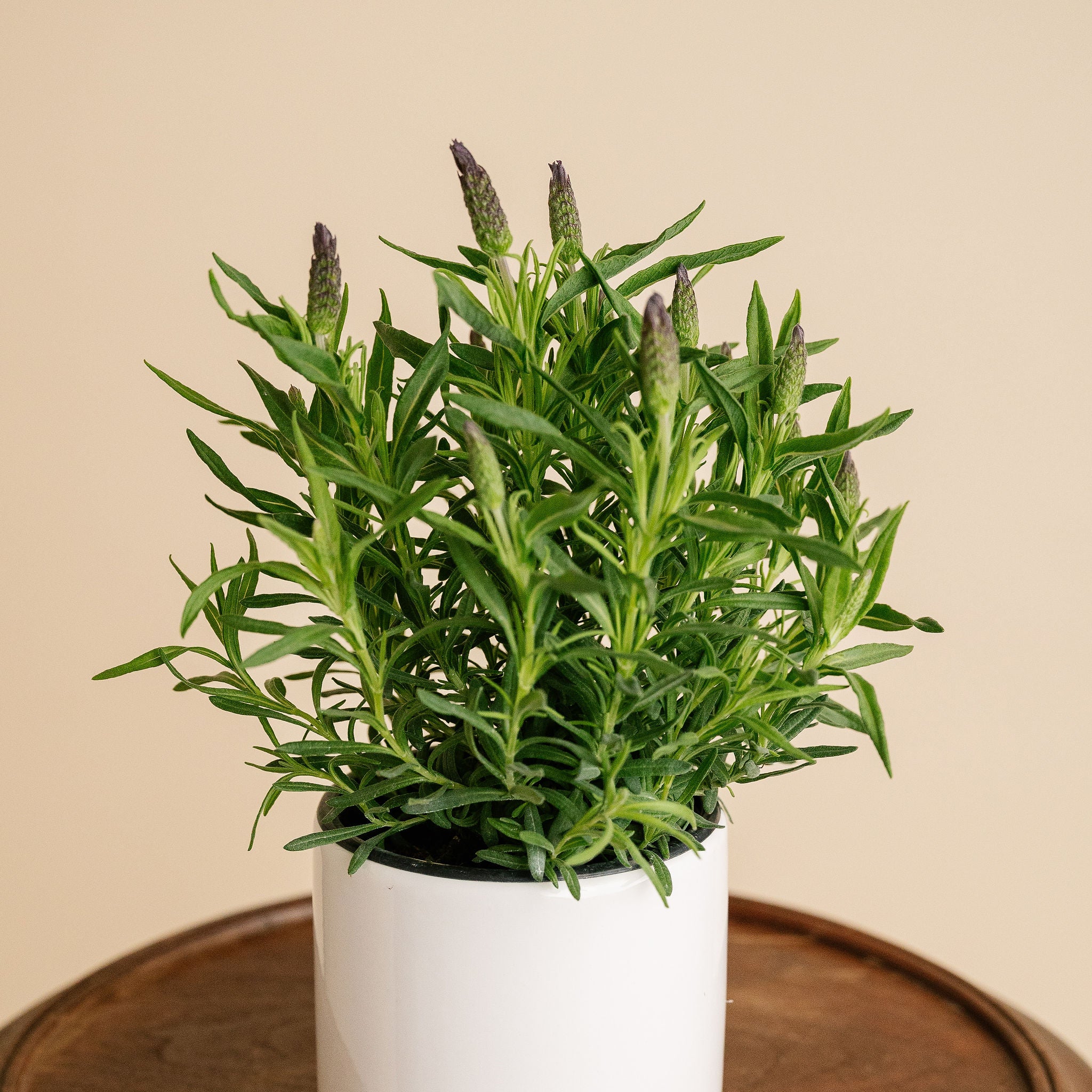 Small Potted Lavender