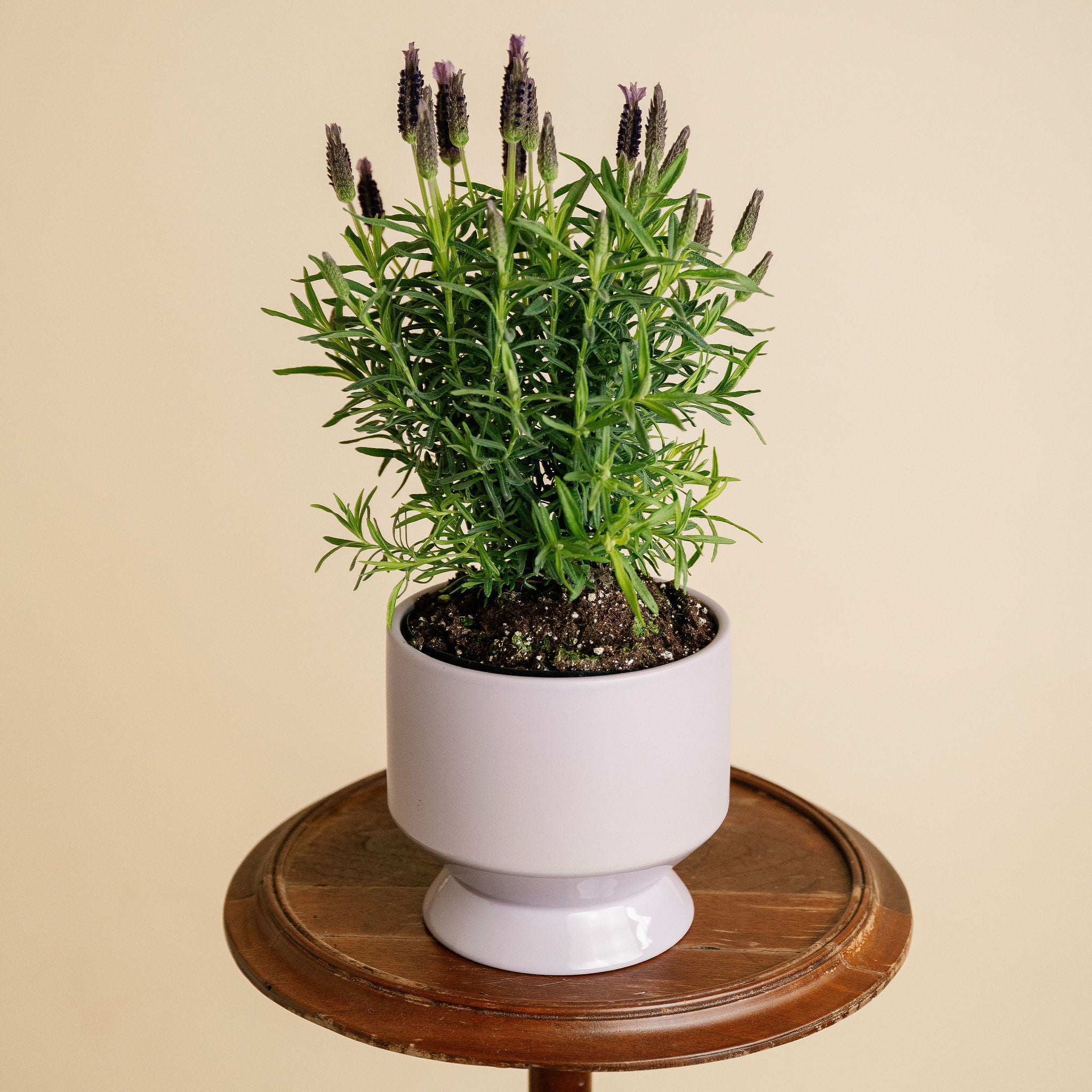 Large Potted Lavender