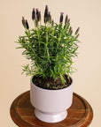 Large Potted Lavender