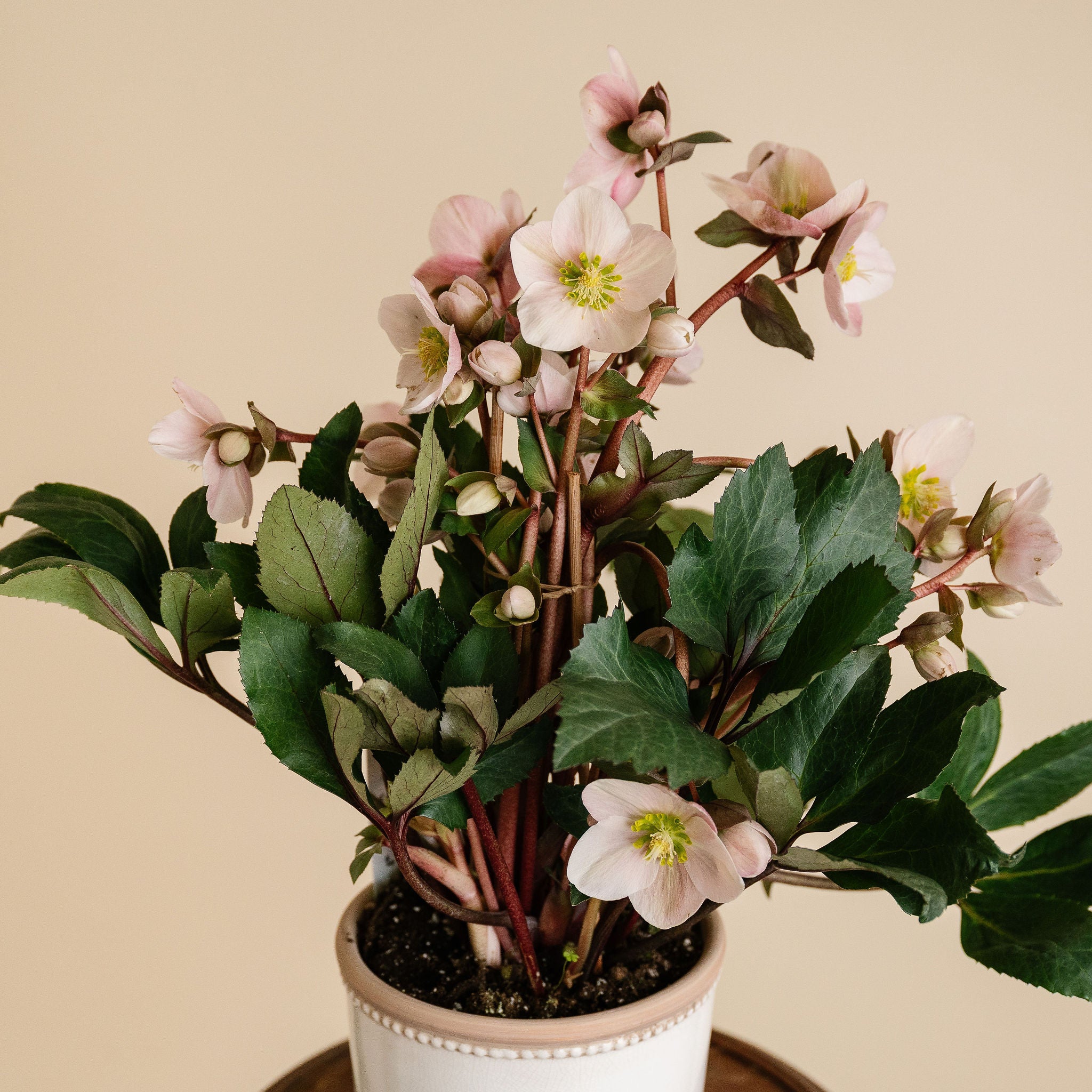 Hellebore